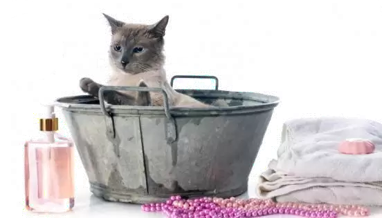 Косметика для котів