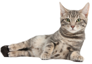 Котикам